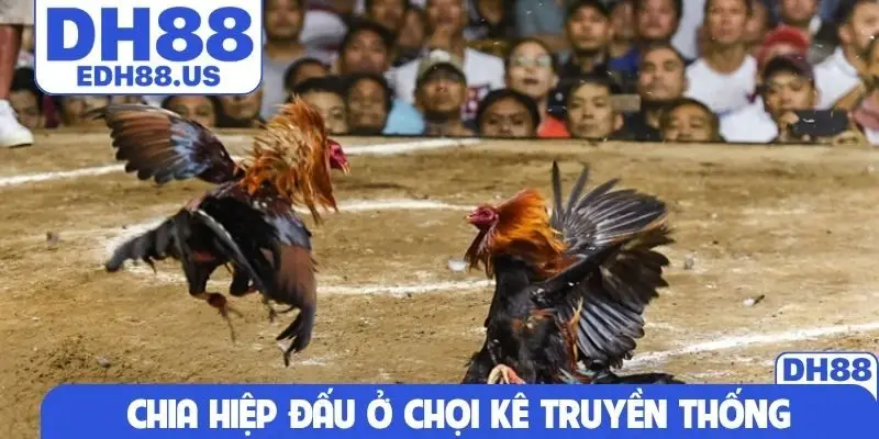 Chia hiệp đấu ở chọi kê truyền thống