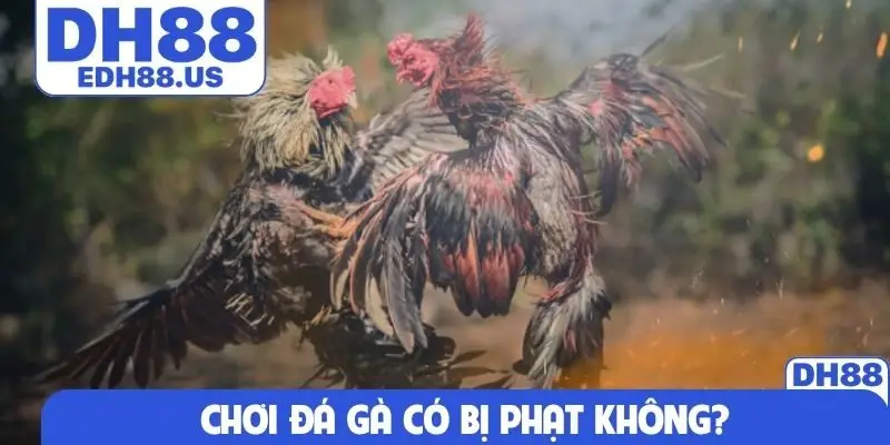 Chơi đá gà có bị phạt không