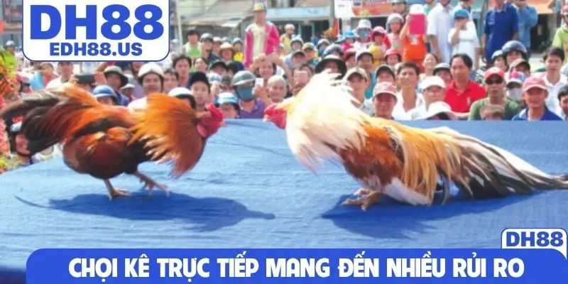 Chơi đá gà có bị phạt không được quan tâm nhiều