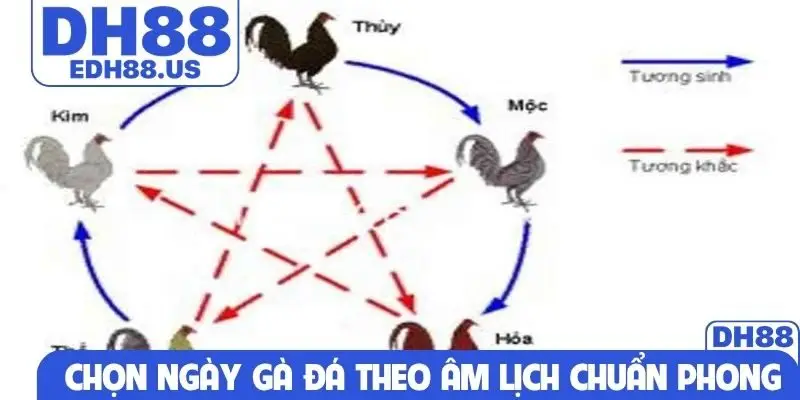 Chọn ngày gà đá theo âm lịch chuẩn phong thủy