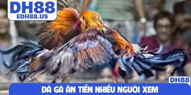 Đá gà ăn tiền nhiều người xem