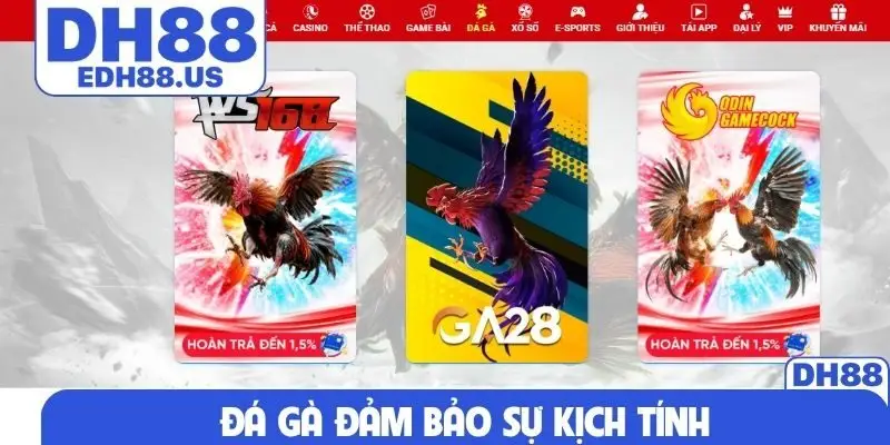 Đá gà đảm bảo sự kịch tính