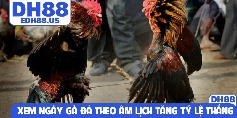 Xem ngày gà đá theo âm lịch tăng tỷ lệ thắng